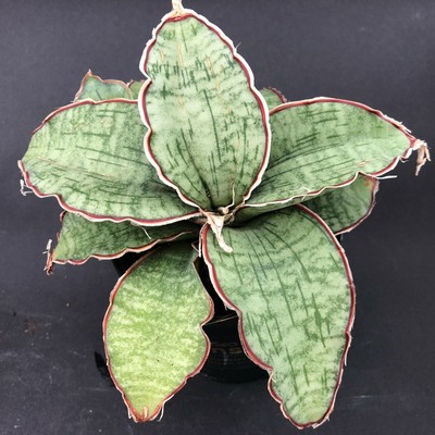 694. Sansevieria 'Star Green Granite' | eBay