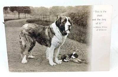 Bernhardiner Hund mit Welpe unbenutzt Vintage antike Postkarte