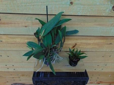 Ctt. Mem. Clara MoInar and Blc. Paradise Rose 'My Valentine'  4/3" pot 2 PLANTS