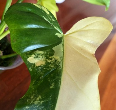 Rare Philodendron Bipennifolium Variegata 12" Tall Aroid Not Monstera  Anthurium | eBay
