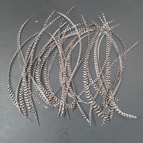 30 7-9" Barred Whiting Grizzly Med Thin Feathers Saddle Hackle Extensions - Picture 3 of 7