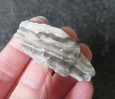 RARE ZEBRA (PHANTOM) CALCITE (14.5 grams / 45 mm) NATURAL (16) 'TRANSFORMATION'
