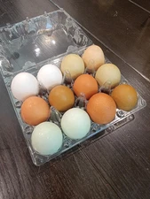 12 Fresh & Fertilized Barnyard Mix Hatching Eggs - Ayam Cemani Roosters