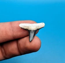 Killer Deep Blue XL 1" Lemon Shark Tooth From Bone Valley Florida Gem