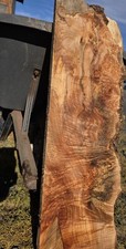 Curly Maple Burl Spalted Stump B530 