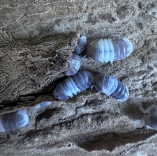 10 Count Panda King Isopods   Cubaris sp.  2-day UPS 