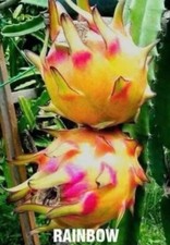 3 esquejes de fruta de dragón de 8-12 pulgadas consultar descripción 
