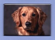 GOLDEN RETRIEVER 2X3 FRIDGE MAGNET DOG PET MAN'S BEST FRIEND K9 PUPPY FAMILY