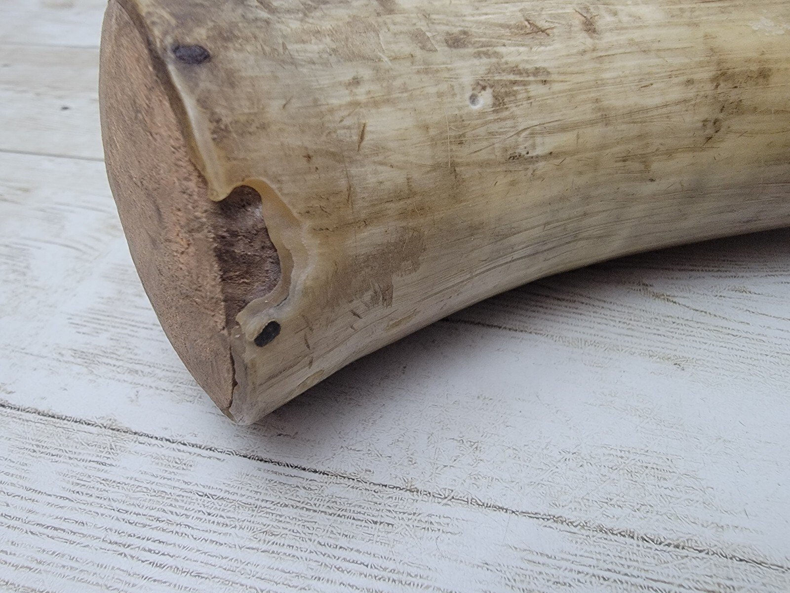 Antique Vintage Powder Horn OLD Rare 1887 Carved on Side eBay