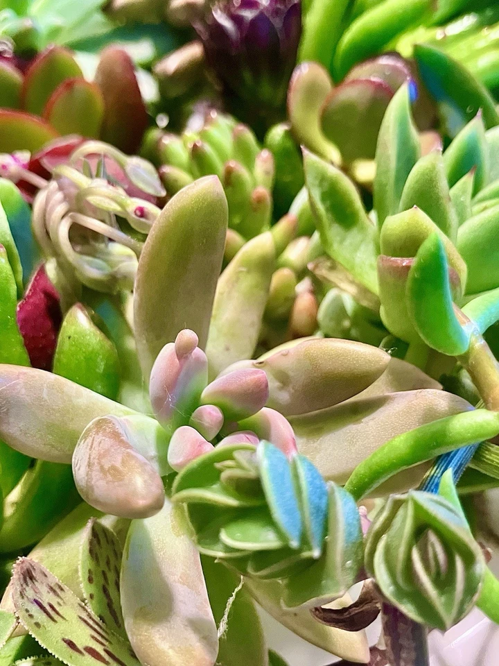 15 Live 1-4” Succulent Cuttings Home Garden, SEE DESCRIPTION & Photos - Image 3 of 4