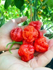 KS Scarlet Rose Pepper Seeds