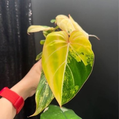 green philodendron plant Philodendron Florida Green main image 0