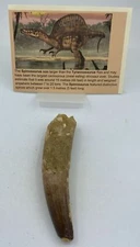 Spinosaurus Teeth Dinosaur F0SSIL Before T Rex Cretaceous K494