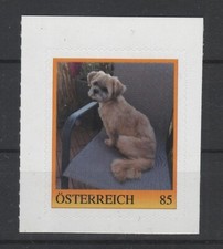 PM 8135087 (2020) Our Lhasa Apso Leo is 4 years old, post office