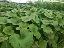 Japanese Wasabi (Mazuma) Plantlets. Edible Specialty Perennial.  Health Benefits