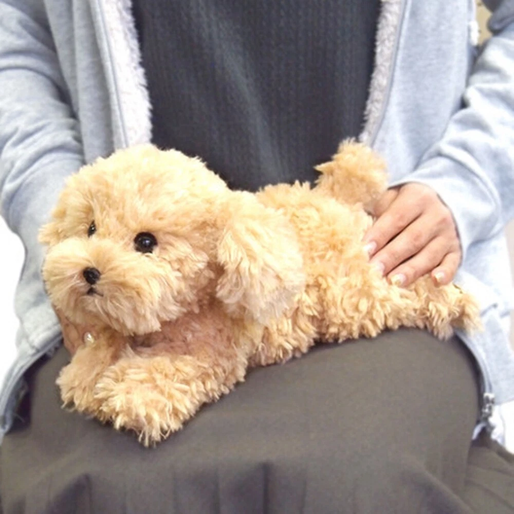 Toy poodle beige 2025