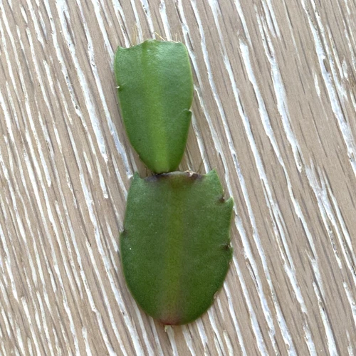 1x Millie Zygo Cactus Schlumbergera Cutting - Picture 2 of 3