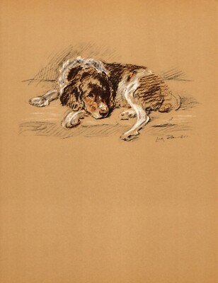 1937 Antique Springer Spaniel Art Print Lucy Dawson Illustration 5179u ...