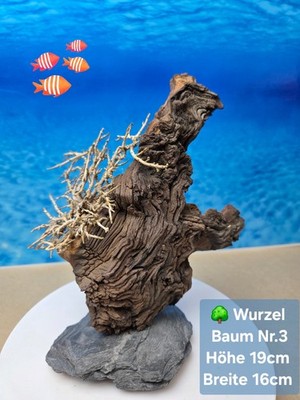   TOP Aquarium Mopani Wurzel   Bonsai Baum auf Schieferplatte 