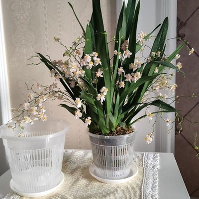 Transparent root-controlled orchid planting pot with stomata plastic flower pot