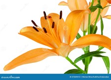 10x Orange Lilien,Jungpflanzen,Mehrjärig,selbstvermehren,BIO