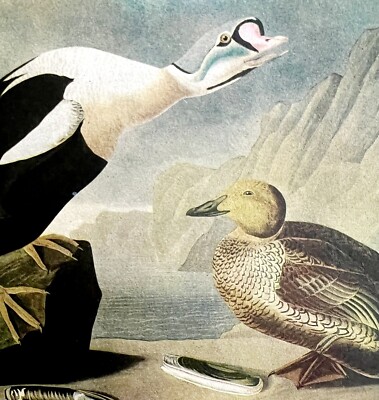 King Eider Duck Bird 1950 Lithograph Print Audubon Nature First Edition DWU14A