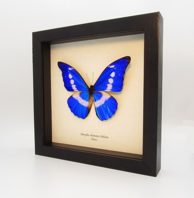 Buy Real mounted Giant Black Swallowtail butterfly - Papilio