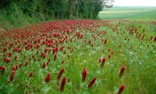 1000 graines de Trèfle incarnat rouge engrais vert bio Permaculture potager ff