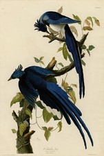 Columbia Jay, John J Audubon, Birds of America, Giclee Fine Art Print, A3.