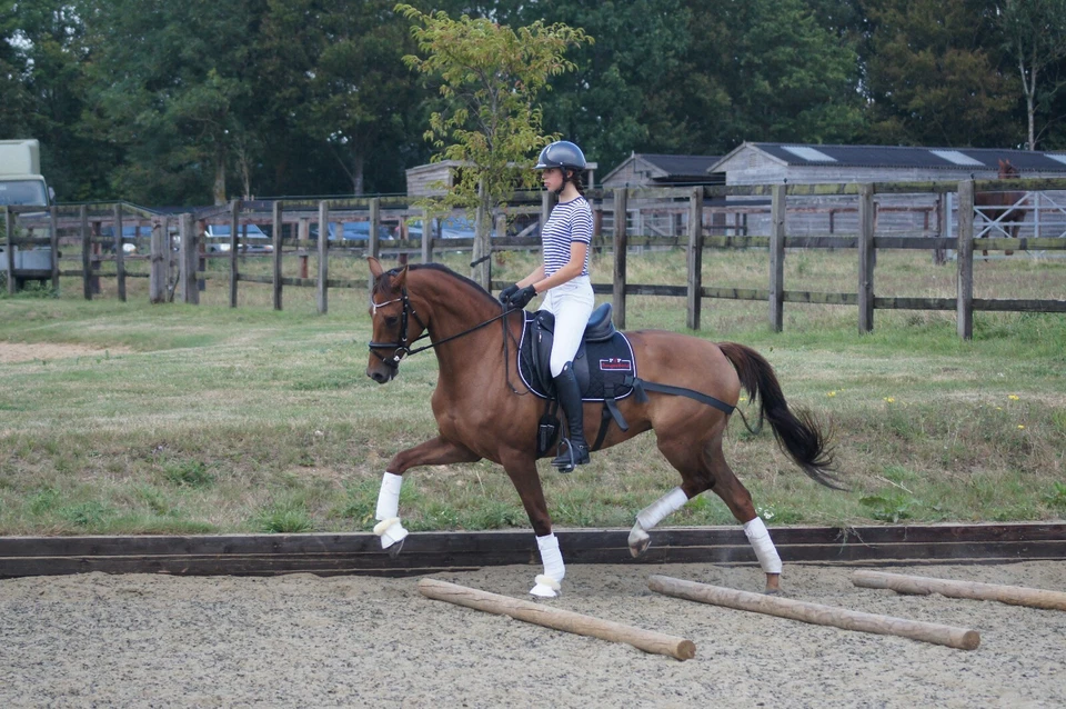 BungeeBand Saddlepad, Equine Band, Core Trainer, Equi Trainer, Equine Core Pad - Image 2 of 4