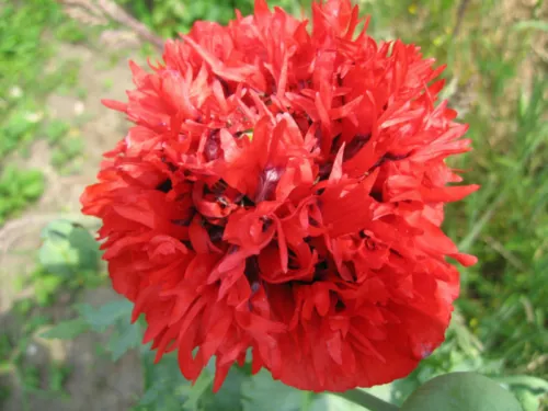 PAPAVERO DOPPIO FRANGIATO 50 SEMI ROSSO