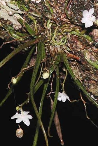 SPECIES ORCHID Sarcochilus minutiflos APQ # 054026