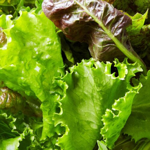 Approx: 100 Mixed Lettuce Seeds - Fresh Mixed Leaf Lettuce Seeds - Cut and Grow