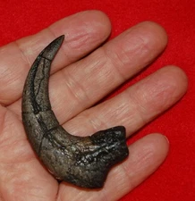Velociraptor Dinosaur Claw (replica 2988)