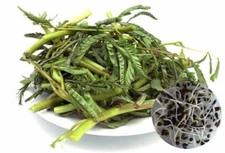 30+ PCS WATER MIMOSA VEGETABLE SEEDS, HẠT RAU NHÚT  |99% GERMINATION|