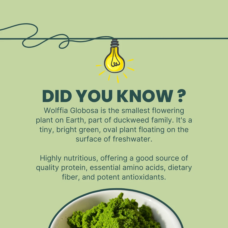 Pure Wolffia Globosa Powder Plant Based Superfood - 40% Protein Content, Non GMO - Image 2 of 4