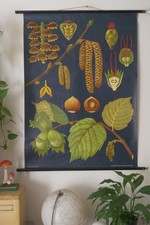 VINTAGE | SCHULWANDKARTE HASELNUSS HAZELNUT JUNG  QUENTELL | SCHOOL WALL CHART