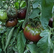 30 Russian Black Krim Tomato Seeds -------------- NON GMO---- HEIRLOOM