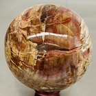 Natural Petrified Wood Polished Stone Quartz Crystal Sphere Ball Healing 1380G — photo 3