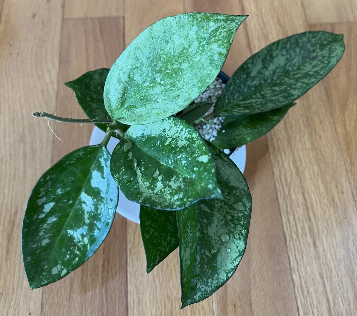 Rare Variegated Hoya Icensis 023 Silver Splash Starter 4inch Pot Beautiful