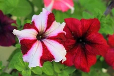 Petunia Seeds Flowers Perennial Flowers Seed Annual US SELLER 350+ Seeds Garden