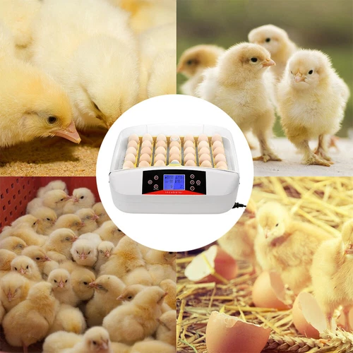 Egg Incubator LED Fully Automatic Digital Auto Turning 42 Eggs Hatcher Poultry - Picture 9 of 12