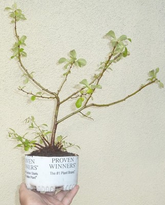 bonsai bäumchen schneiden Scharfe Bonsai Schere aus Stahl main image 1