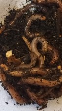 100 -European nightcrawlers Trout/red worms -Fishing Bait/Pet food/Composting