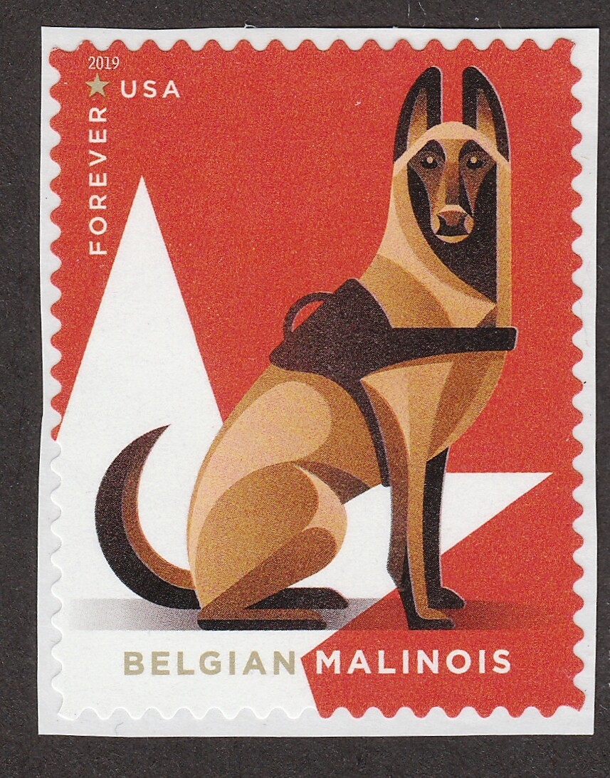 Belgian Malinois Indian Army Dog Rank BELGIAN MALINOIS ** Int'l