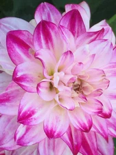 1 "White and Purple” Decorative Dahlia - Large Bulb Size #1 - US Seller