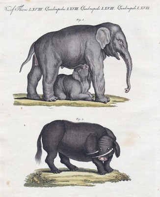 Elefanten elephants Sukotyro Java Tiere Bertuch Kupferstich engraving 1800