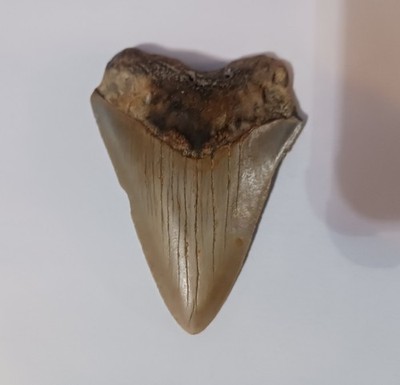 Megalodon Shark Tooth around 3'' inch No restorations