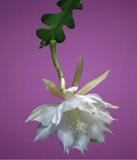 Discocactus anguliger / Epiphyllum anguliger (Fishbone Cactus / Zig Zag Cactus)