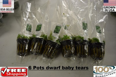 #ad #ad 6 Pots dwarf baby tears plants Easy Aquarium aquascaping planted tank low light $34.99